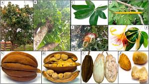 Image result for Pachira glabra