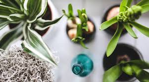 6 piante alte da interno che crescono con poca luce. Piante Da Appartamento Con Poca Luce
