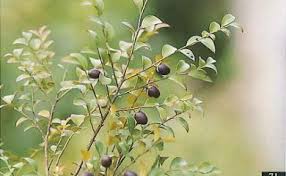 Image result for Diospyros truncatifolia