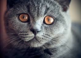 How to tell if your cat has fleas. Eyelid Protrusion Cherry Eye In Cats Petmd