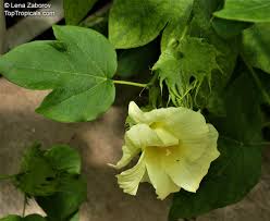 Image result for Gossypium