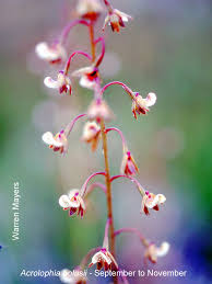 Image result for Brachycorythis pleistophylla