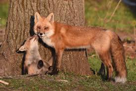 ©2020 fox news network, llc. Https Www Timesrepublican Com News Outdoors Today 2019 05 Fox Family Makes For Great Observation