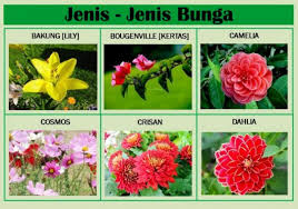 Demikian ulasan yang bisa kami sampaikan mengenai gambar bunga anggrek dan bagiannya, diharapkan apa yang admin jangan lupa baca juga foto terupdate dari kami gambar bunga anggrek dan bagiannya. Pengertian Bunga Fungsi Bagian Jenis Contohnya Lengkap