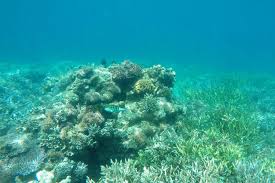 Jom download gambar mewarna kartun yang bermanfaat dan boleh. Menyusuri Keindahan Bawah Laut Manjarite Di Tn Komodo Halaman All Kompas Com