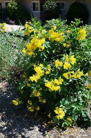 Image result for Tecoma stans