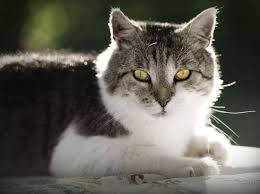 Auch, wenn leider selbst heutzutage tierärzte noch andere aussagen treffen, gehört die kastration von kater und katze zur artgerechten haltung dazu. Markieren Mit Urin Verschiedene Ursachen