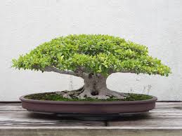 Image result for Ficus virens
