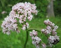 Valeriana estupenda para el insomnio 