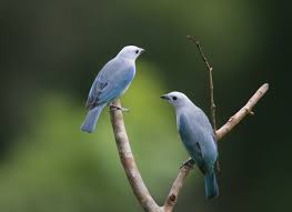 Gray Bird With White Stripes On Wings And Tail Http Jrscience Wcp Muohio Edu Tropics Costaricaspring07 Gray Tanager Pair Jpg Scarlet Tanager Pet Birds Animals