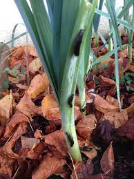 Le bicarbonate de soude est le produit naturel miracle qui facilite la vie et soulage l'environnement. Lutter Naturellement Contre Les Limaces Au Potager Bio