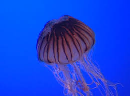 Often found with young slender crabs hitching a ride in the jelly's bell. Purple Striped Jellyfish Ntsc Stock Footage Video 100 Royalty Free 76351 Shutterstock