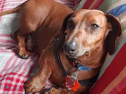 Westchester county, bedford hills, ny id: All American Dachshund Rescue Reviews And Ratings Sheridan Ar Donate Volunteer Review Greatnonprofits