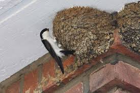 Doch auch in solch ländlichen gebieten finden die schwalben in den oft nach städtischem muster angelegten ziergärten kein baumaterial mehr für ihre nester. Schwalben In Wohnungs Not Naturschutzbund Osterreich