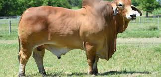 The brahman breed's development is an unparalleled success story. The Best Brahman Cattle For Sale In Texas Are Now In Texas Moreno Ranches