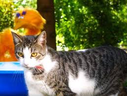 Flea & tick, supplements, dental, toys & treats, topical Capstar For Cats Walmart