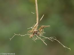 Image result for Agrostis isopholis