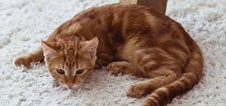 Bir Kedide Hirilti Bir Kedi Nefes Alirken Neden Hirilti Yapar Sinir Sistemi Hastaliklari