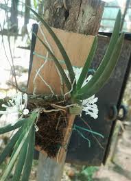 Image result for Podangis dactyloceras