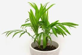 Although a cat palm looks beautiful in the plant nursery, it often deteriorates once you bring it home. Cascade Palm Step By Step Guide For Growing Cascade Palms Conserve Energy Future