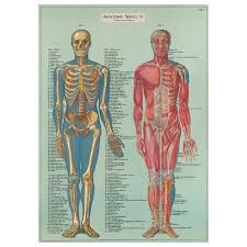 Human Anatomy Bones Muscles Vintage Style Poster