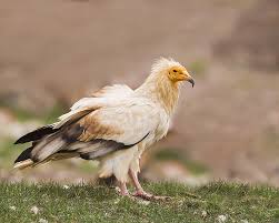 It is widely distributed from the iberian peninsula and north africa to india. Egyptian Vulture Facts Habitat Behavior Diet Pictures