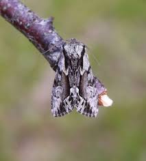 Image result for Hyppa rectilinea