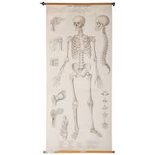 Forearm anatomy hand anatomy anatomy bones anatomy study human skeleton anatomy human body anatomy human anatomy and physiology medical anatomy physical therapy. Vintage School Teaching Chart Human Skeleton For Sale At 1stdibs