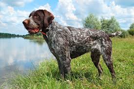 At that time they were used to flush out game, usually birds but when guns became common in hunting hunters began to look for dogs that were good at pointing. German Wirehaired Pointer All About Dogs Orvis