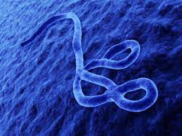 Maybe you would like to learn more about one of these? Eccmid19 Immune Response To Ebola 2 Years Post Infection Could Provide Clues For Vaccine Development Infectious Diseases Hub