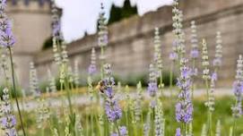 2026 Lavender Festival