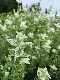 Image result for Salvia