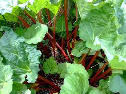 Instead, rely on the size of the rhubarb stalks. How To Plant Grow And Harvest Rhubarb