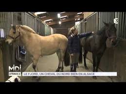Cheval à imprimer pour colorier tu sais comme ça se antique; Animaux Le Fjord Un Cheval Du Nord Bien En Alsace Youtube