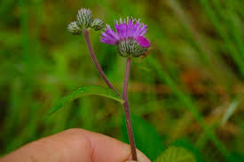 Image result for Brachythrix