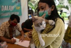 Kegiatan selama praktek kerja lapangan d3 paramedik. Vaksinasi Rabies Puluhan Ekor Anjing Dan Kucing Digencarkan Republika Online