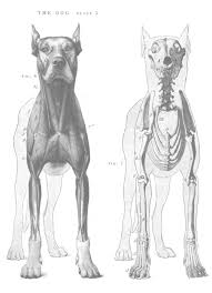 We did not find results for: Dog Front Leg Muscle Anatomy