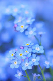 Maybe you would like to learn more about one of these? Kiyoaki Beautiful Flowers Pretty Flowers Blue Flowers