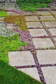Sedum Succulent Plants Between Stone Stepping Stones In Garden Path With Lawn Groundcover Plants An Ground Cover Plants Garden Paths Flower Stock Photography