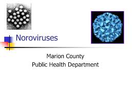 Moreover, norovirus can be prevented primarily through emphasizing good personal hygiene and infection control practices, while there are effective vaccines to prevent rotavirus infection. Ppt Noroviruses Powerpoint Presentation Free Download Id 1147640