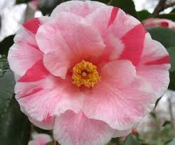 Lady Vansittart Variegated Camellia Japonica Live Plant Quart Pot Pretty Flowers Camellia Hibiscus Flowers