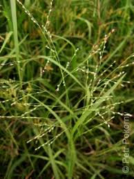 Image result for Panicum coloratum