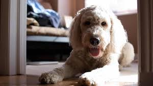 Doodle haircuts to swoon over (tons of pictures. Goldendoodle Haircuts Goldendoodle Hairstyles For Your Doodle Dog