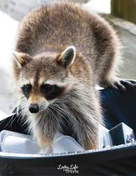 The best way to keep raccoons out of these areas is by installing an electric fence. How To Keep Raccoons Out Of Your Garden