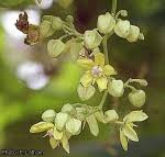 Image result for Mondia ecornuta