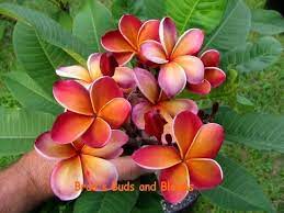 Pin By Christina Barrueta On Plumeria Wishlist Plumeria Frangipani Tropical Flowers