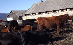 Greaca la 50km de bucuresti. Vaci De Carne Lumea Satului