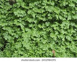 Image result for Selaginella lewalleana