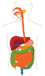 We did not find results for: Images Of Human Digestive System Without Labels Diagram Of Human Body Without Labels Awesome S Healthy Digestive System Digestive System Human Digestive System
