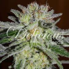 Check spelling or type a new query. Northern Light Blue Feminized Cannabis Seeds Delicious Seeds